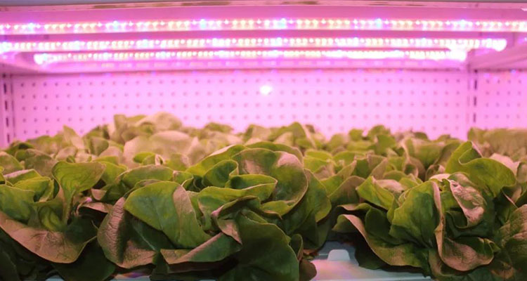 the use of LED plant lights