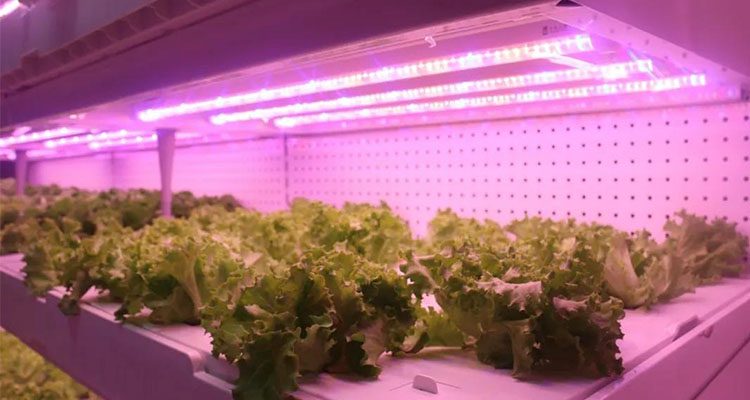 the use of LED plant lights