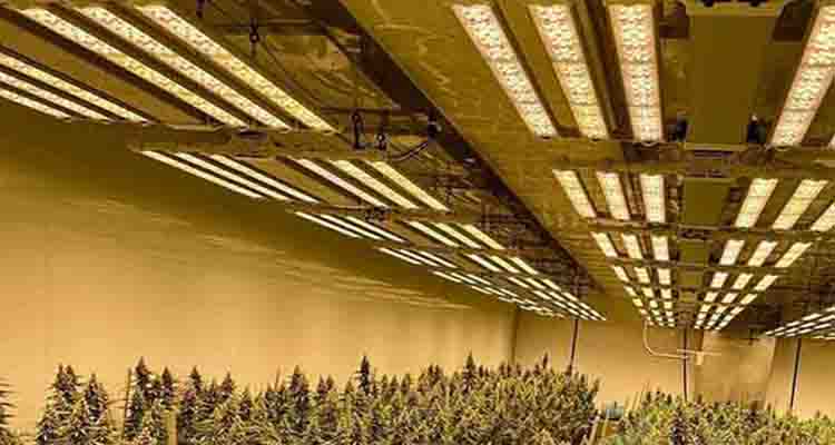 The importance of LED grow lights heat dissipation