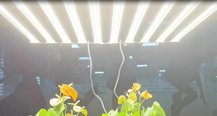 LED plant grow light bar