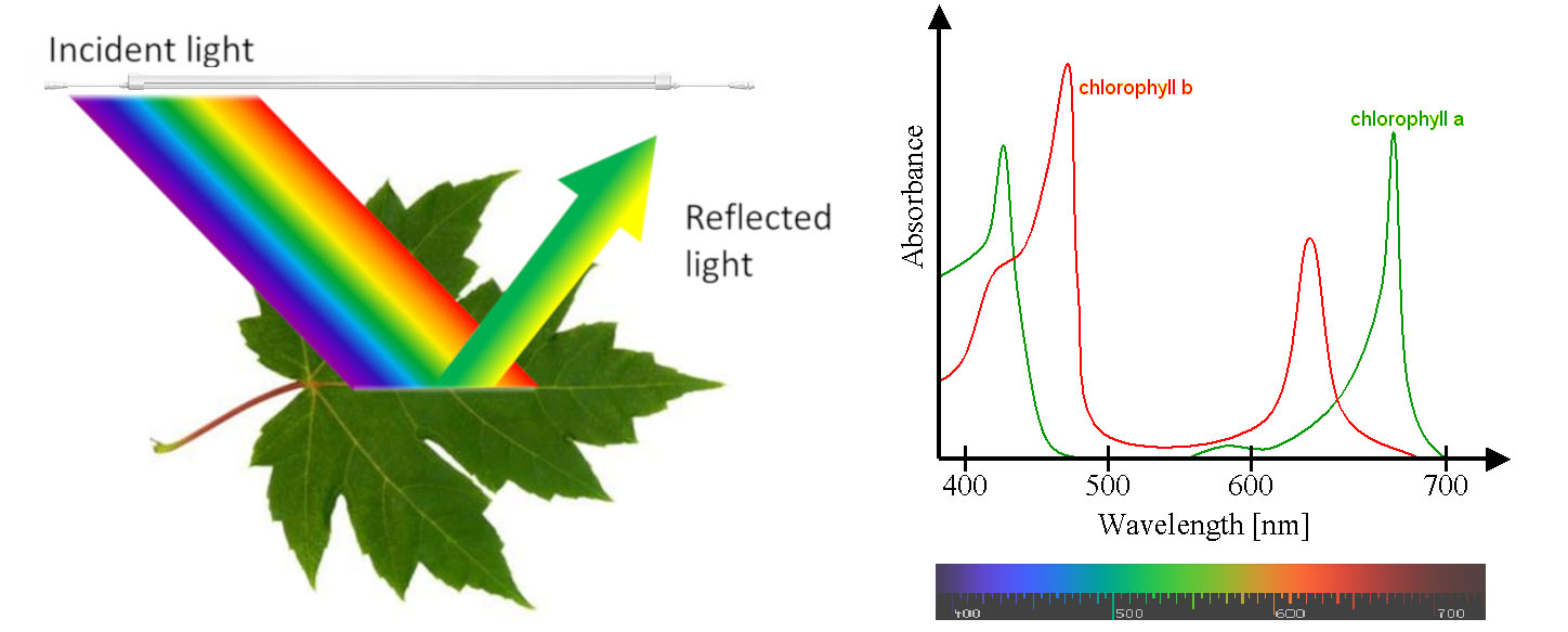 Changes in light waves have different effects on plant photosynthesis