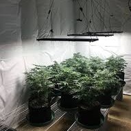 Little Knowledge of Plant Tent-4