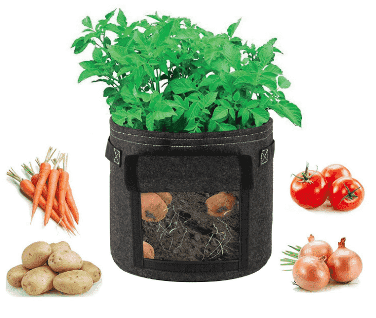 How to grow carrots in a bag?